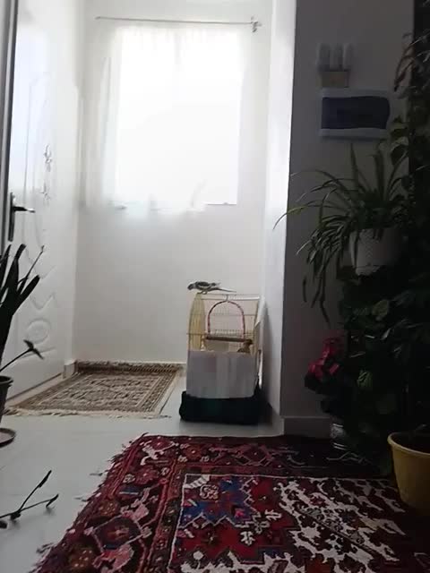 عروس هلندی زیبا و فول اهلی|پرنده|تبریز, |دیوار