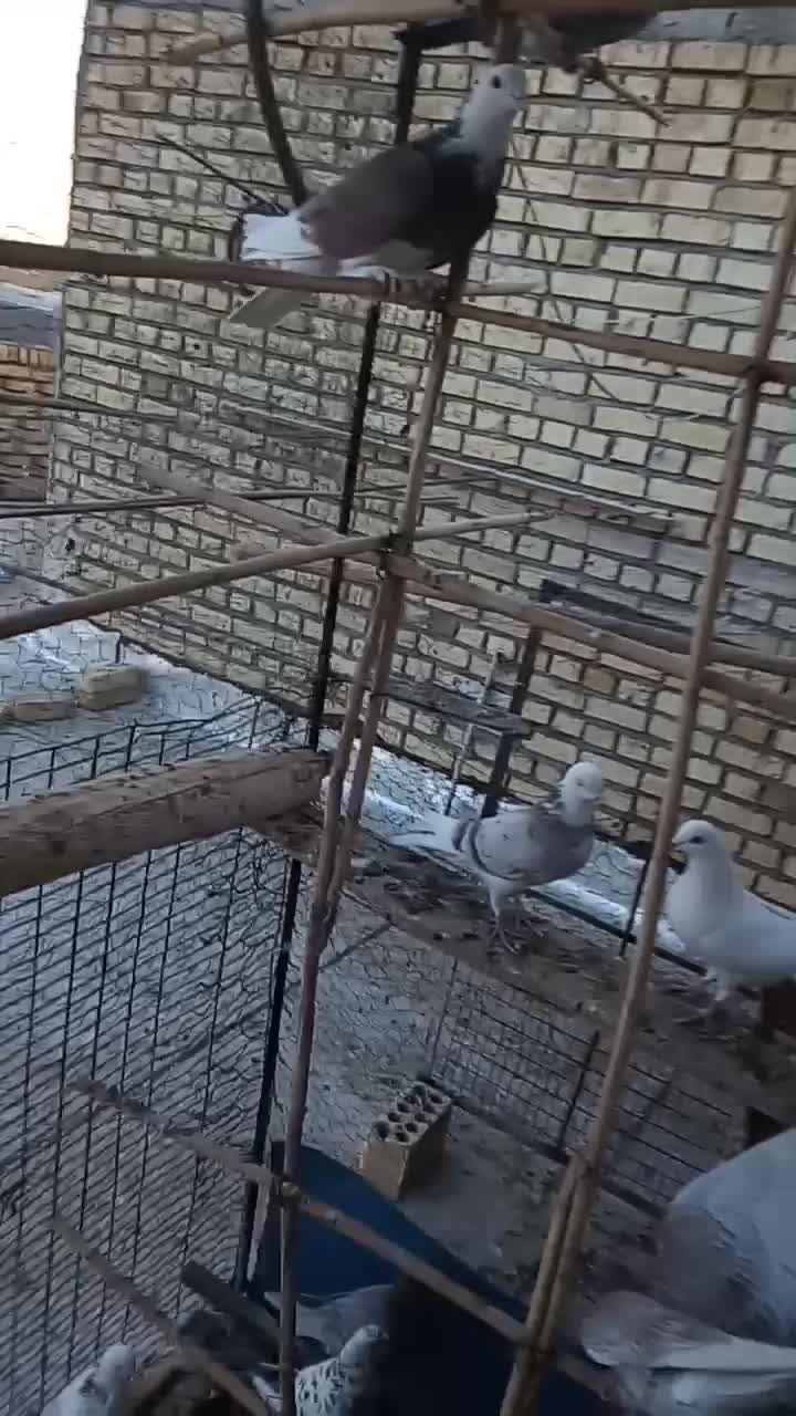 کبوتر پرشی وخوش رنگ|پرنده|نائین, |دیوار