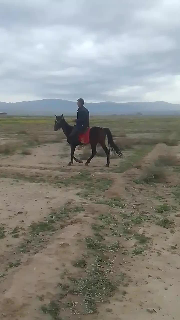 اسب|اسب و تجهیزات اسب‌سواری|رشتخوار, |دیوار