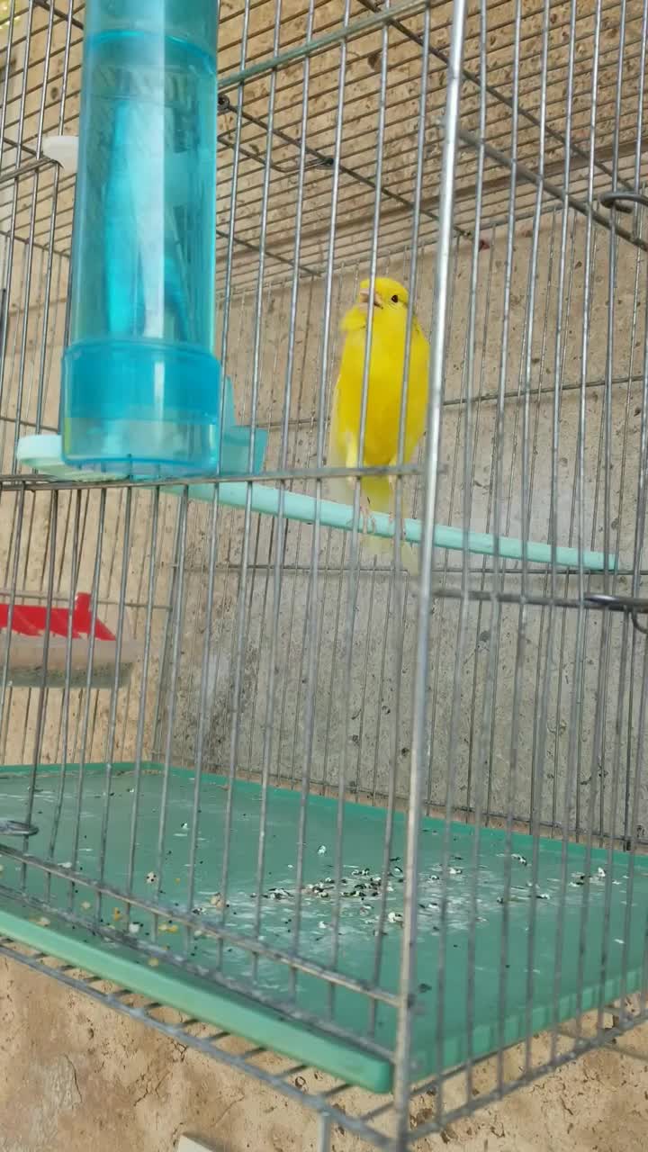 قناری سوپر|پرنده|شیراز, شهرک بهار|دیوار