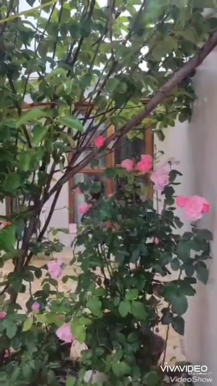 ویلا باغ سند تک برگ مجهز گیلان فومن جاده گشت|فروش خانه و ویلا|فومن, |دیوار