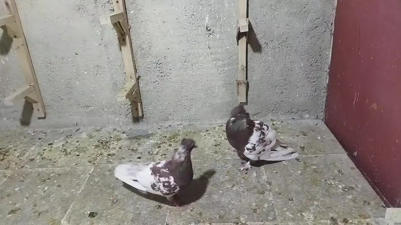 کفتر|پرنده|شیراز, شهرک کوشکک|دیوار