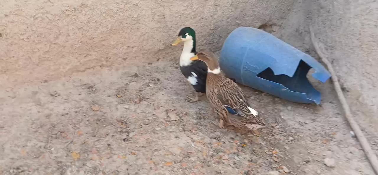 مرغابی|حیوانات مزرعه|مرودشت, شهرک مهدیه|دیوار