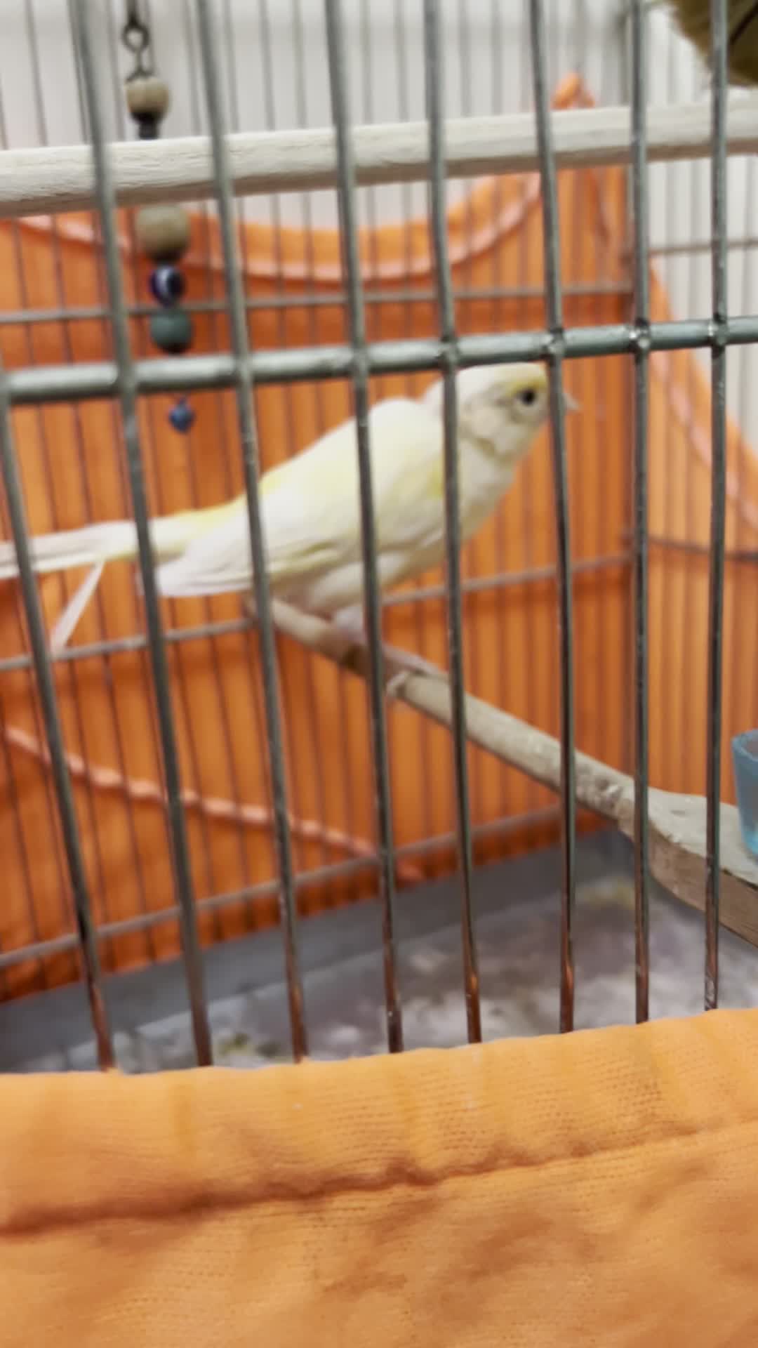 قناری مست|پرنده|تهران, جیحون|دیوار