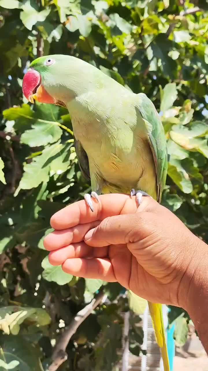 طوطی سبز رام یکساله معاوضه با سگ ژرمن نر مو بلند|پرنده|شیراز, معالی‌آباد|دیوار