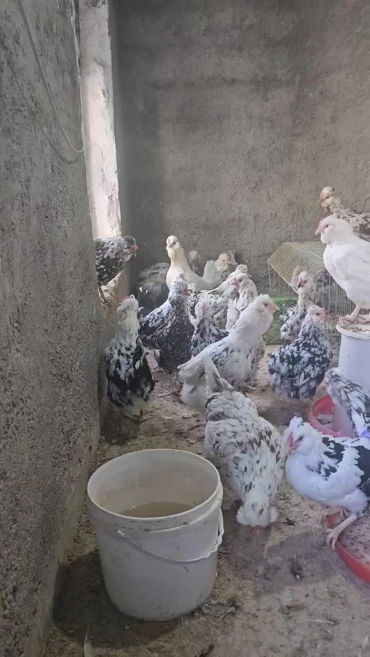 تخم نطفه دار گلین وگلین لری فول کیفیت|حیوانات مزرعه|قزوین, |دیوار