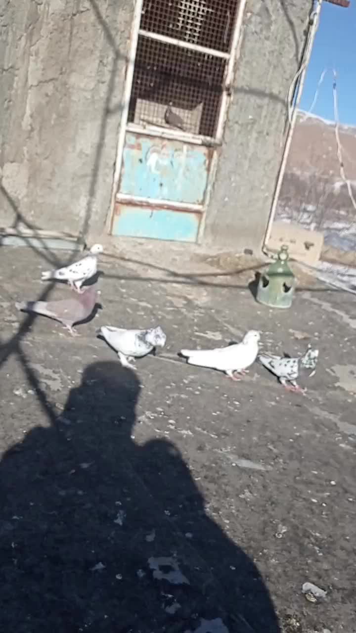 کبوتر|پرنده|قره چای, |دیوار