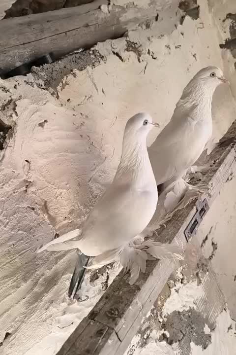 کبوتر کله ای و سبکیلی گوی گویروخ توحلی|پرنده|اسکو, |دیوار