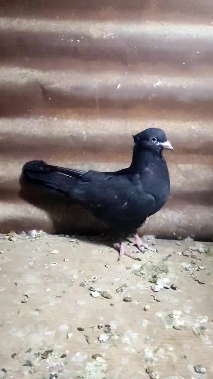 معاوضه درکوار|پرنده|میمند, |دیوار