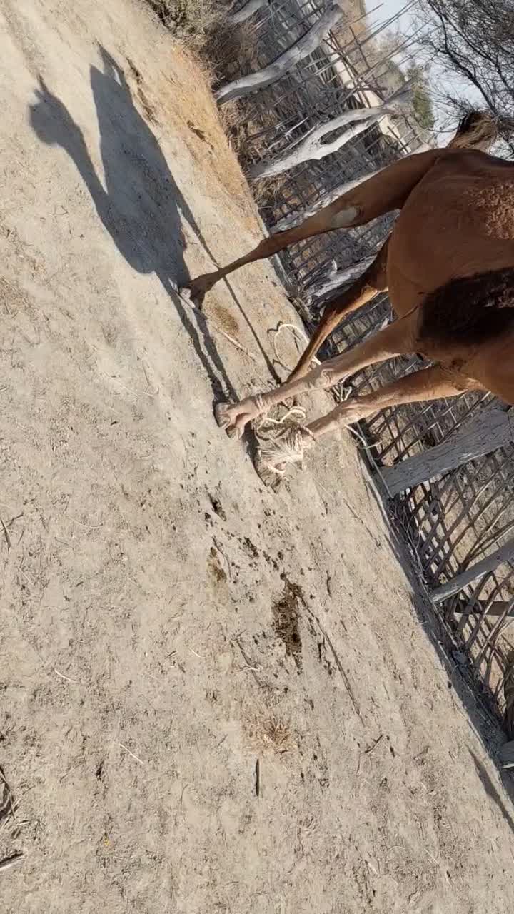 شتر|حیوانات مزرعه|بمانی, |دیوار