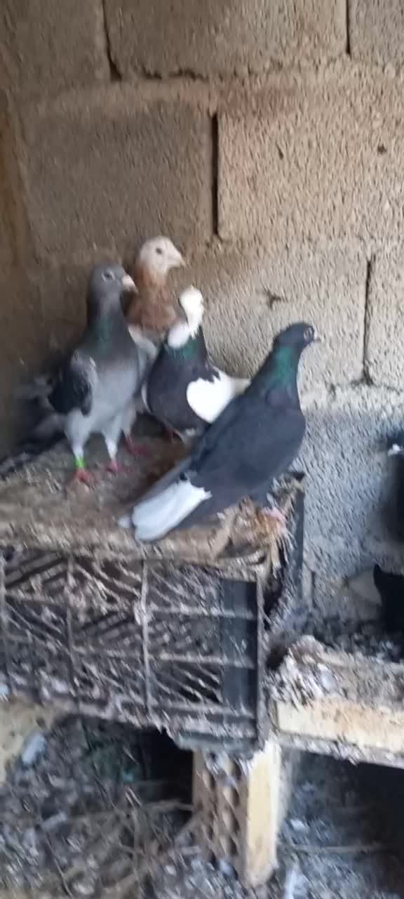 دمی|پرنده|سعدآباد, |دیوار