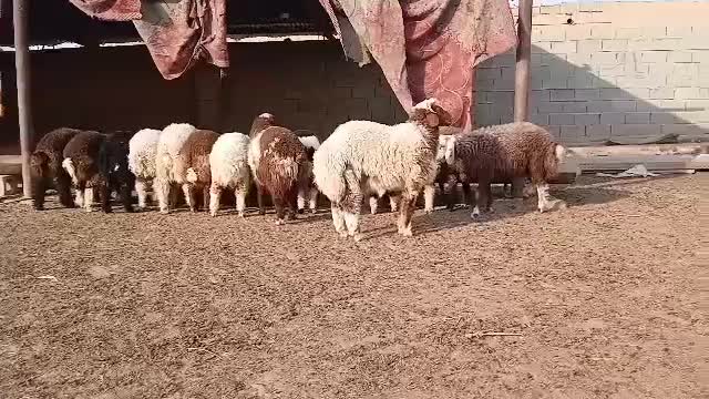 بره نراوماده|حیوانات مزرعه|اهواز, شهرک نفت|دیوار
