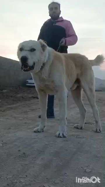 آلابای|سگ|ساوه, |دیوار