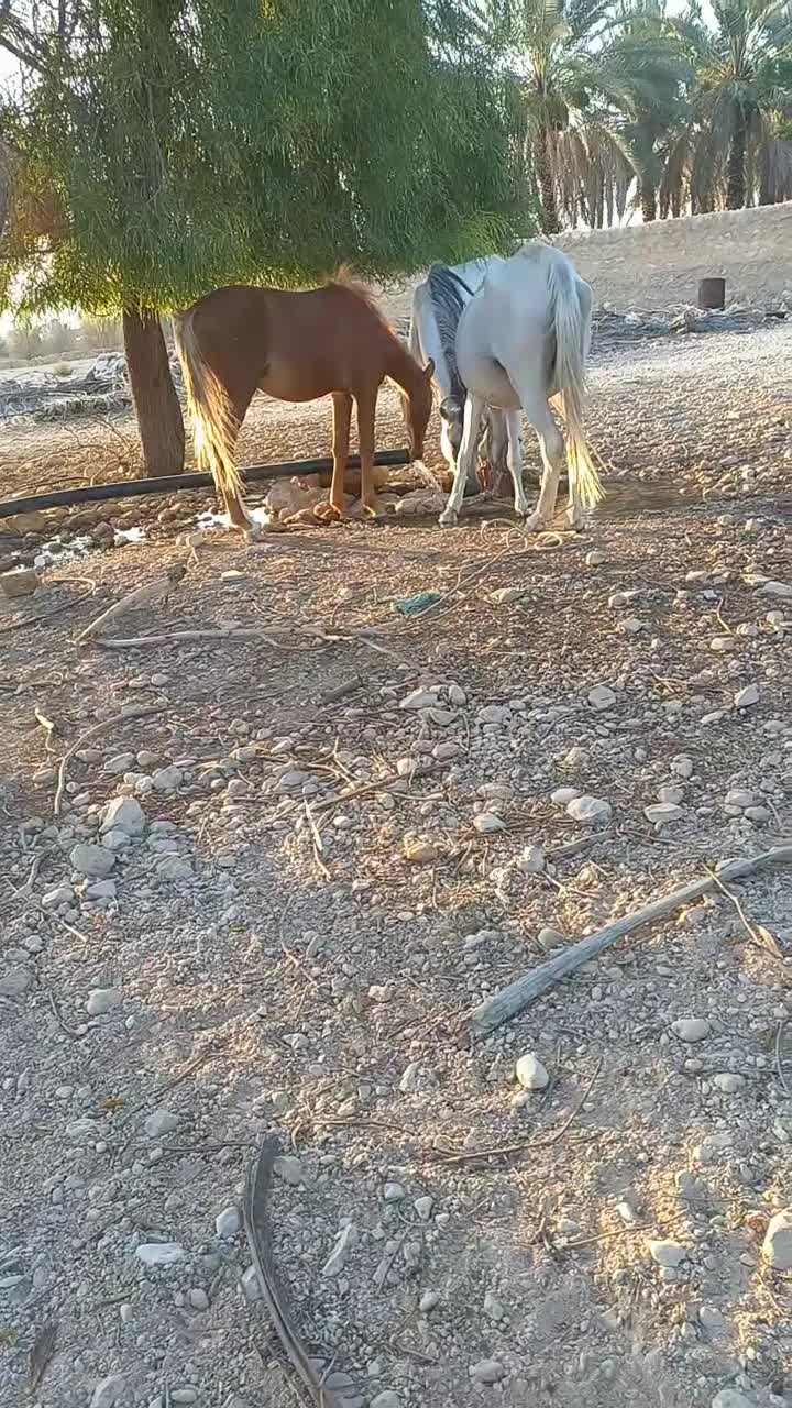 فروش اسب فوری|اسب و تجهیزات اسبسواری|خنج, |دیوار