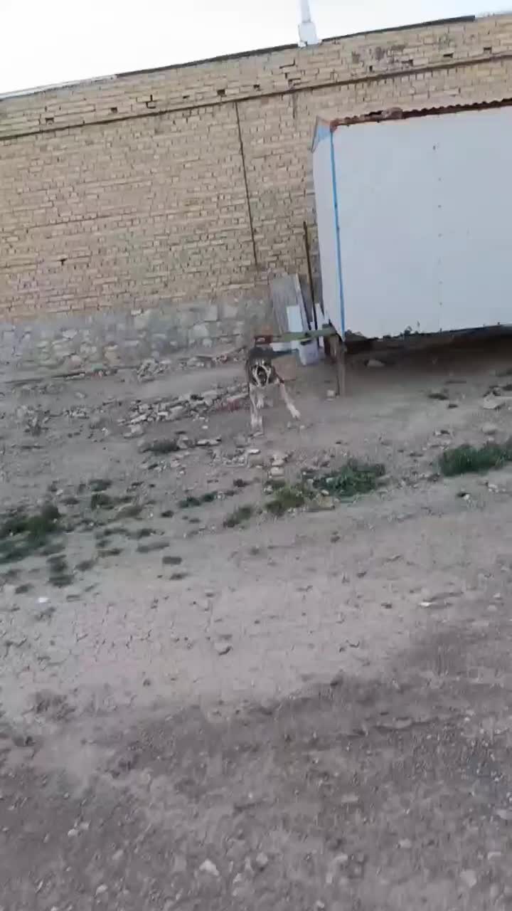 سگ نگهبان|سگ|کبودرآهنگ, |دیوار