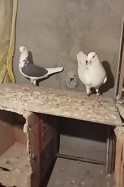 کفتر|پرنده|پاکدشت, پاکدشت (مامازند)|دیوار