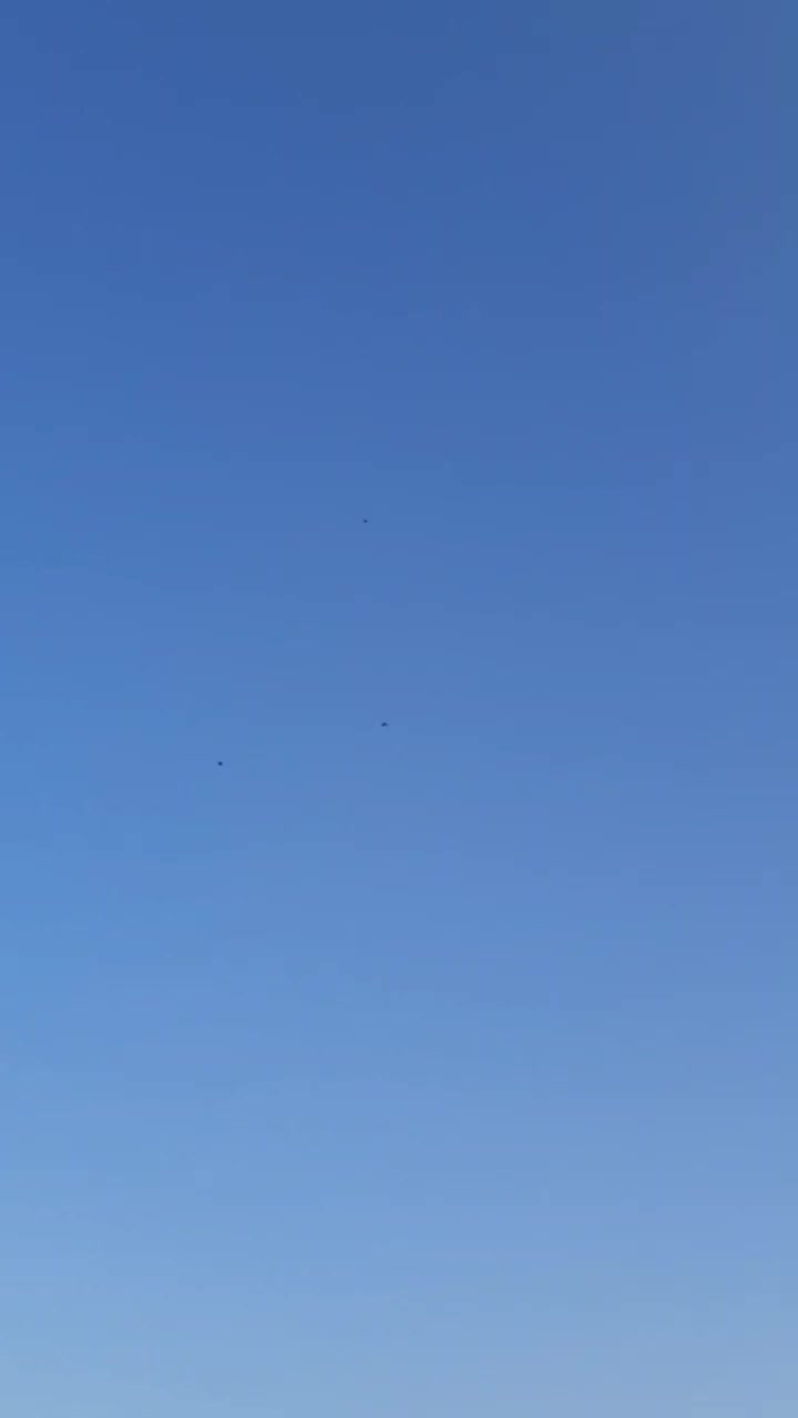 کفترپرشی|پرنده|بندر ماهشهر, |دیوار