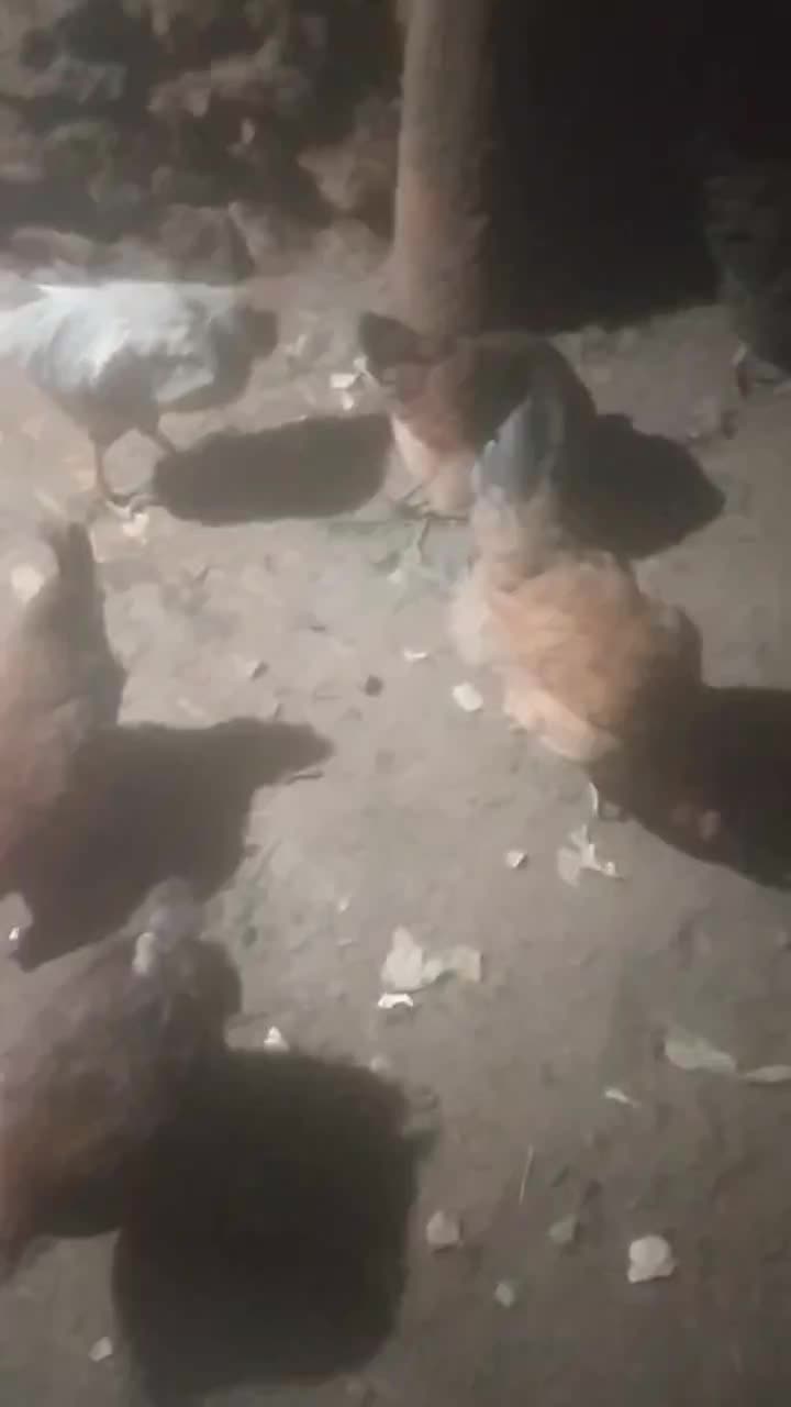 مرغ|حیوانات مزرعه|سردشت, |دیوار