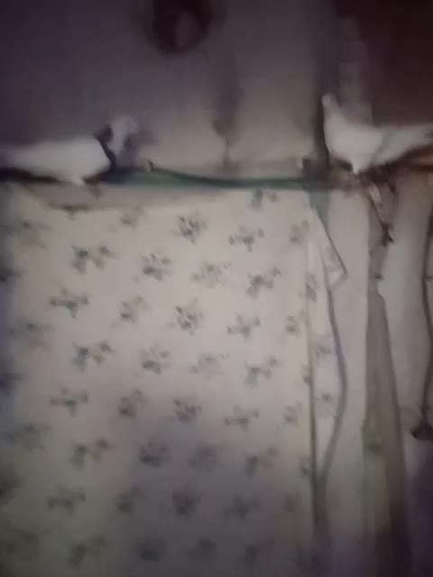 کبوتر|پرنده|کرمانشاه, |دیوار