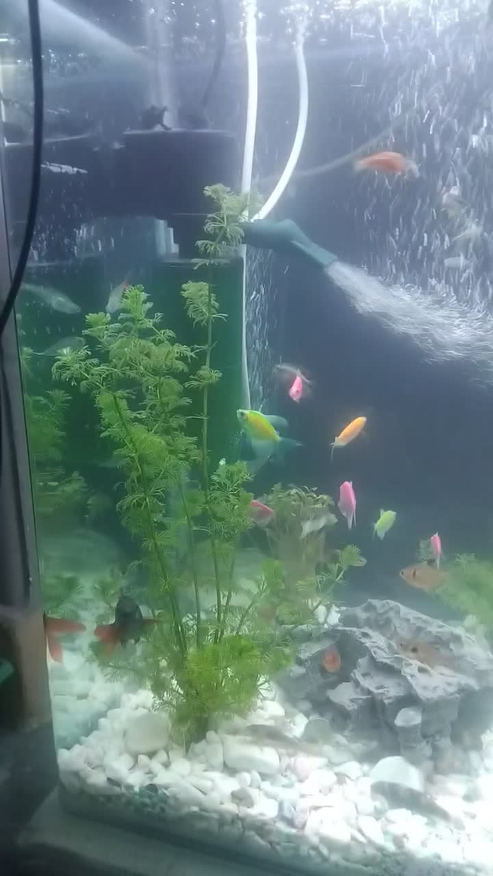 ماهی و اکواریوم|ماهی|تهران, مرزداران|دیوار