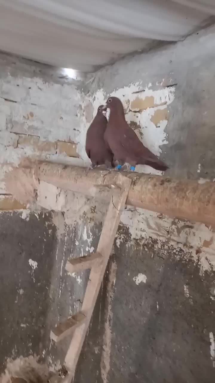 کفتر|پرنده|تربتحیدریه, حاجی یار|دیوار