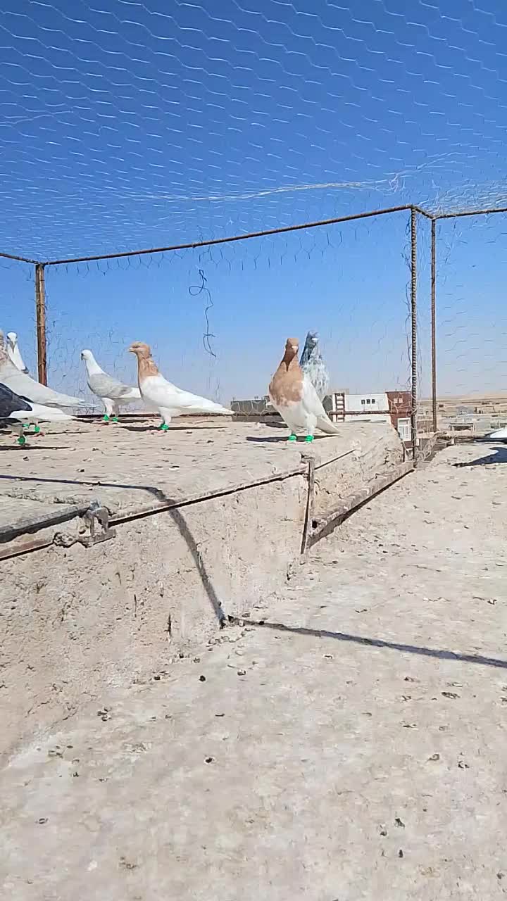 کفتر کله زرد|پرنده|یونسی, |دیوار