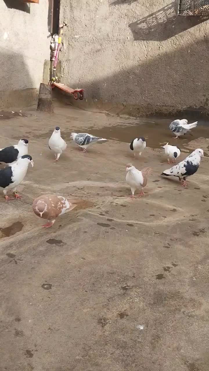 چپ ساده افغانی|پرنده|مشهد, رضاییه|دیوار