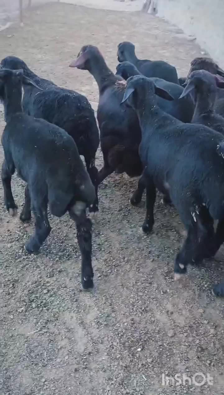 بره ماده قره قزل گوسفند میش قوچ شیشک افشار|حیوانات مزرعه|زنجان, |دیوار