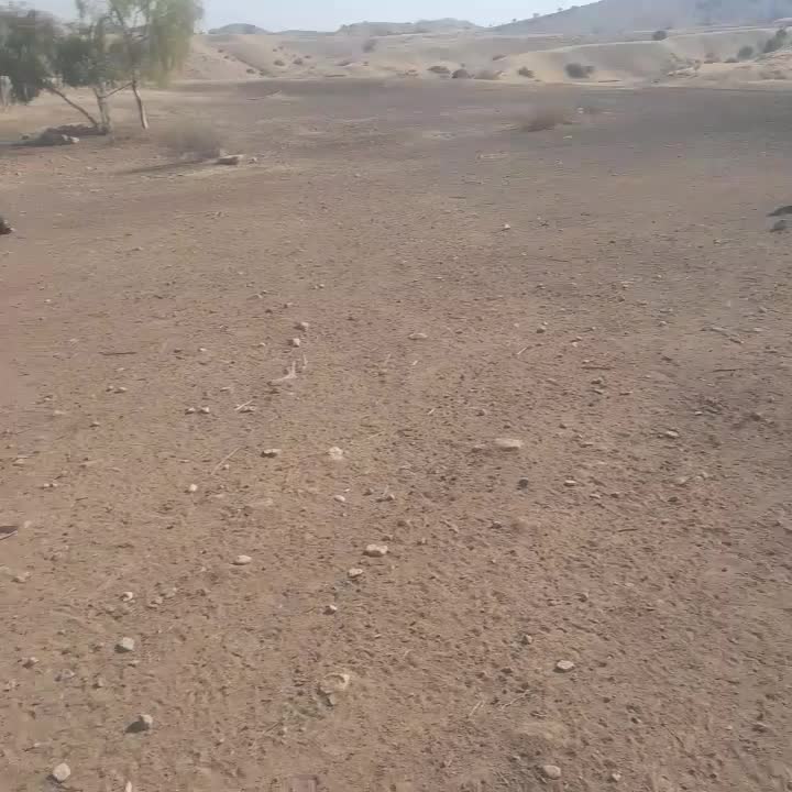 بز داشتی|حیوانات مزرعه|نورآباد ممسنی, |دیوار