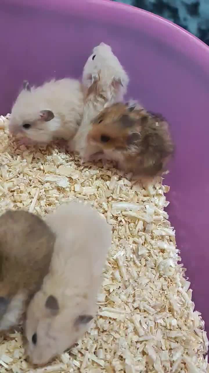 همستر بچه نژاد سوری|موش و خرگوش|قشم, |دیوار