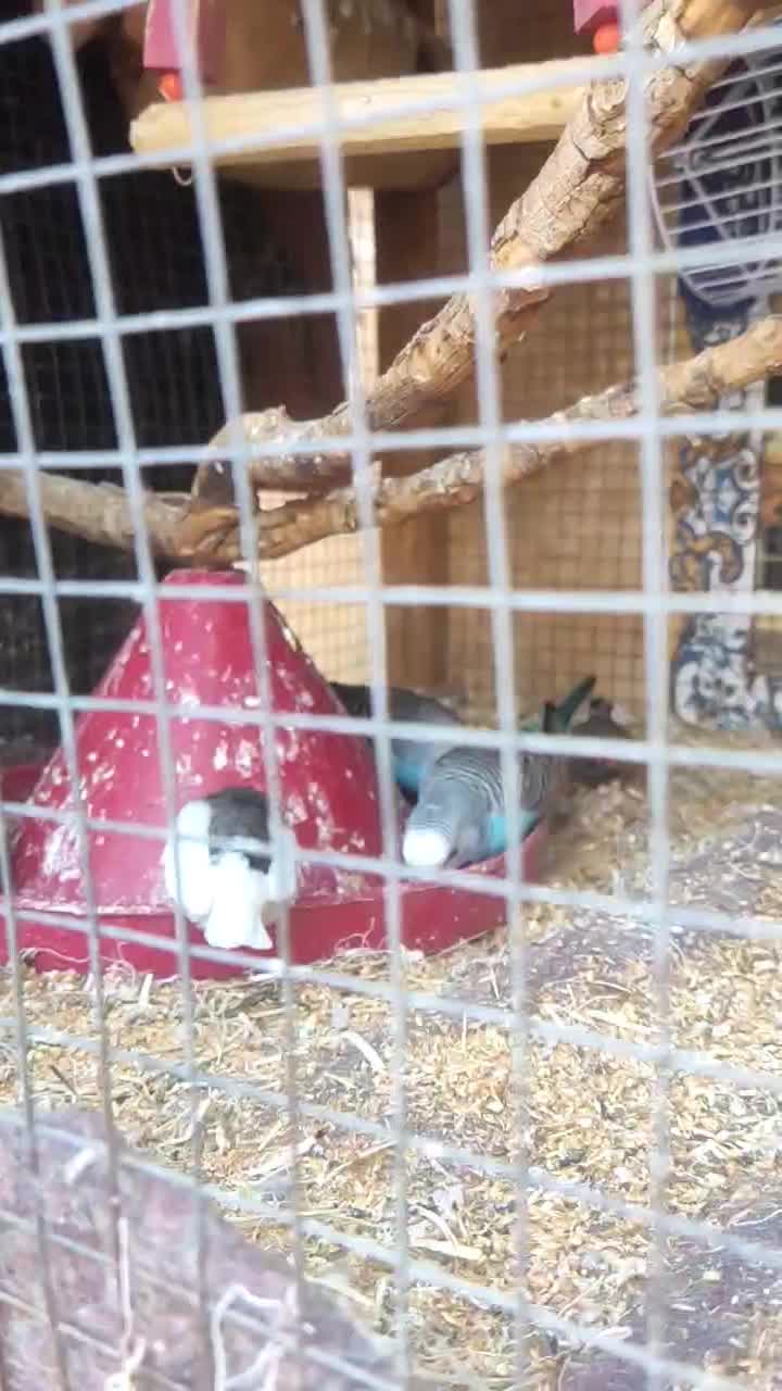 فنچ و مرغ عشق دستی|پرنده|زاهدان, |دیوار