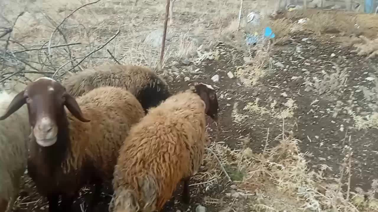 میش|حیوانات مزرعه|خرمآباد, |دیوار