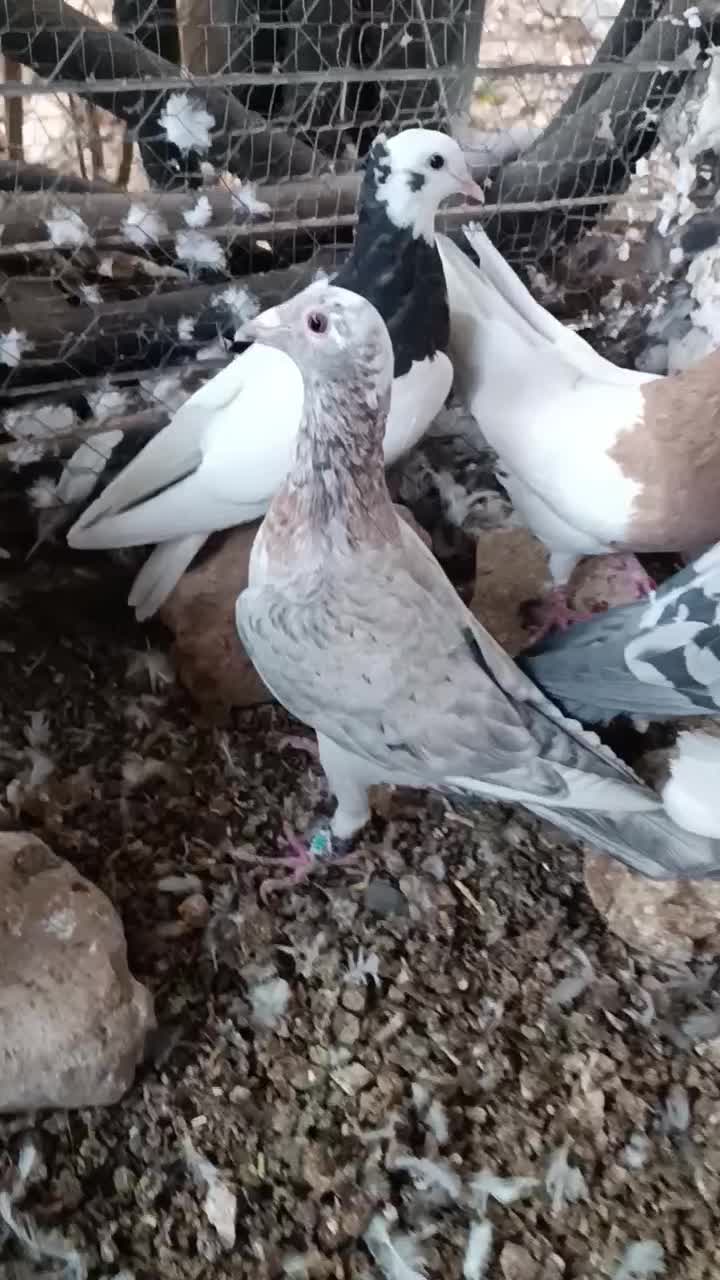 کبوتر هفترنگ و طوقی و سبز|پرنده|سبزوار, رباط|دیوار