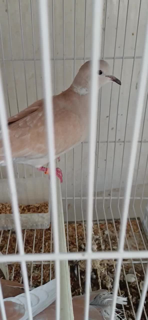کبوتر خانگی زینتی مولد همراه جوجه|پرنده|مشهد, چهاربرج|دیوار