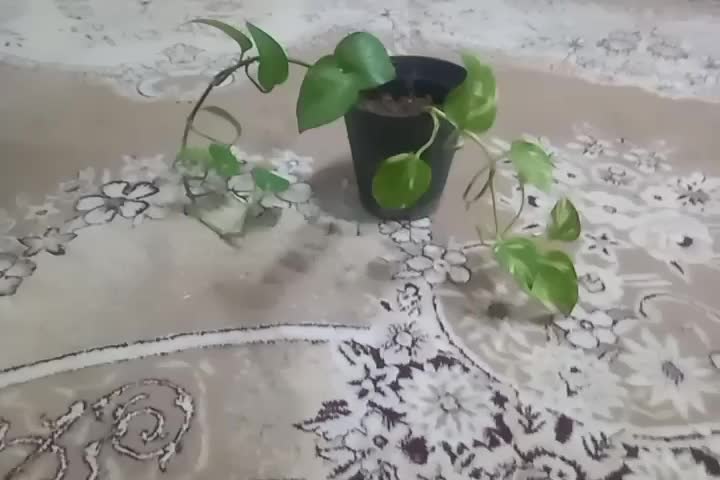 گلدان|گل و گیاه طبیعی|کاشمر, |دیوار