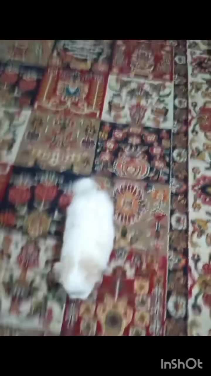 واگذاری سگ یک عدد پسر میکس پامرانین|سگ|مشهد, الهیه|دیوار