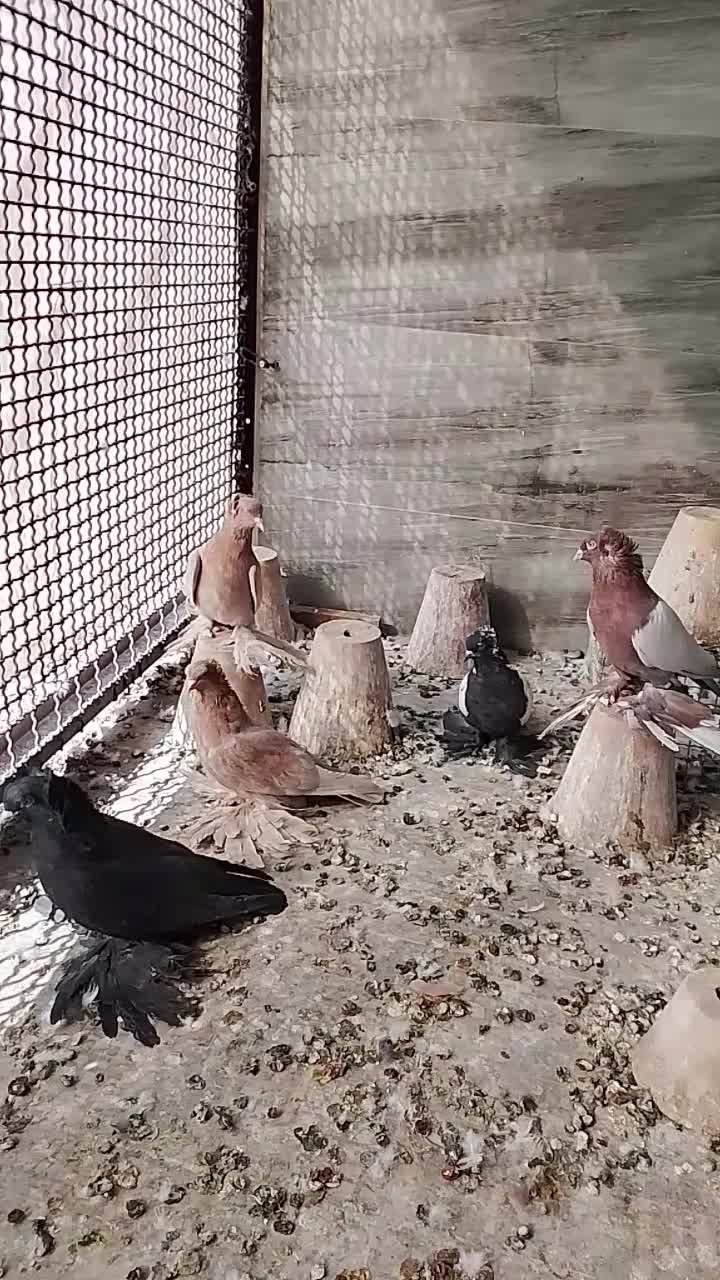 کبوتر ترک صدا کن وگوگ|پرنده|داران, |دیوار