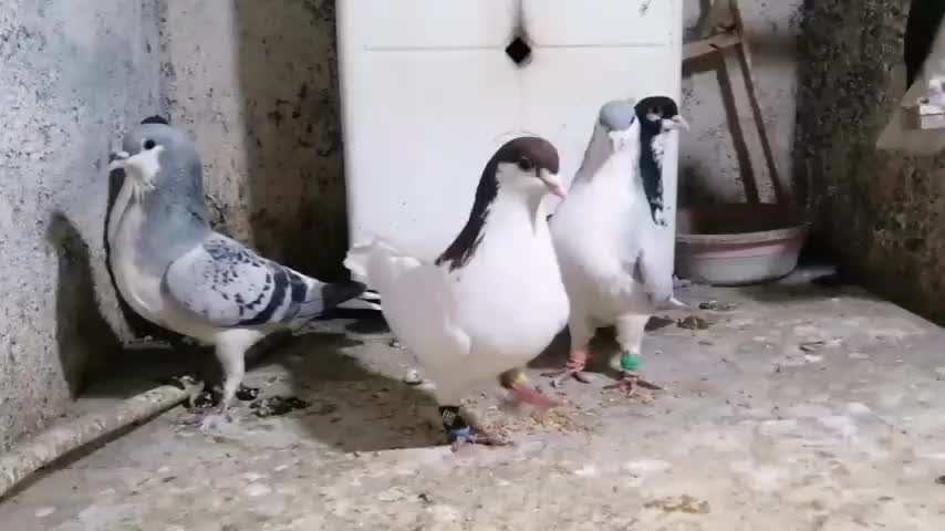 ۳جفت کبوتر|پرنده|نیشابور, گنبد سبز|دیوار