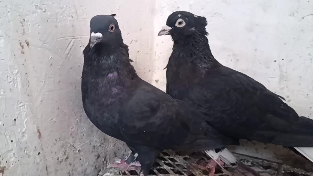 کبوتر نر و ماده دم سفید|پرنده|داراب, |دیوار