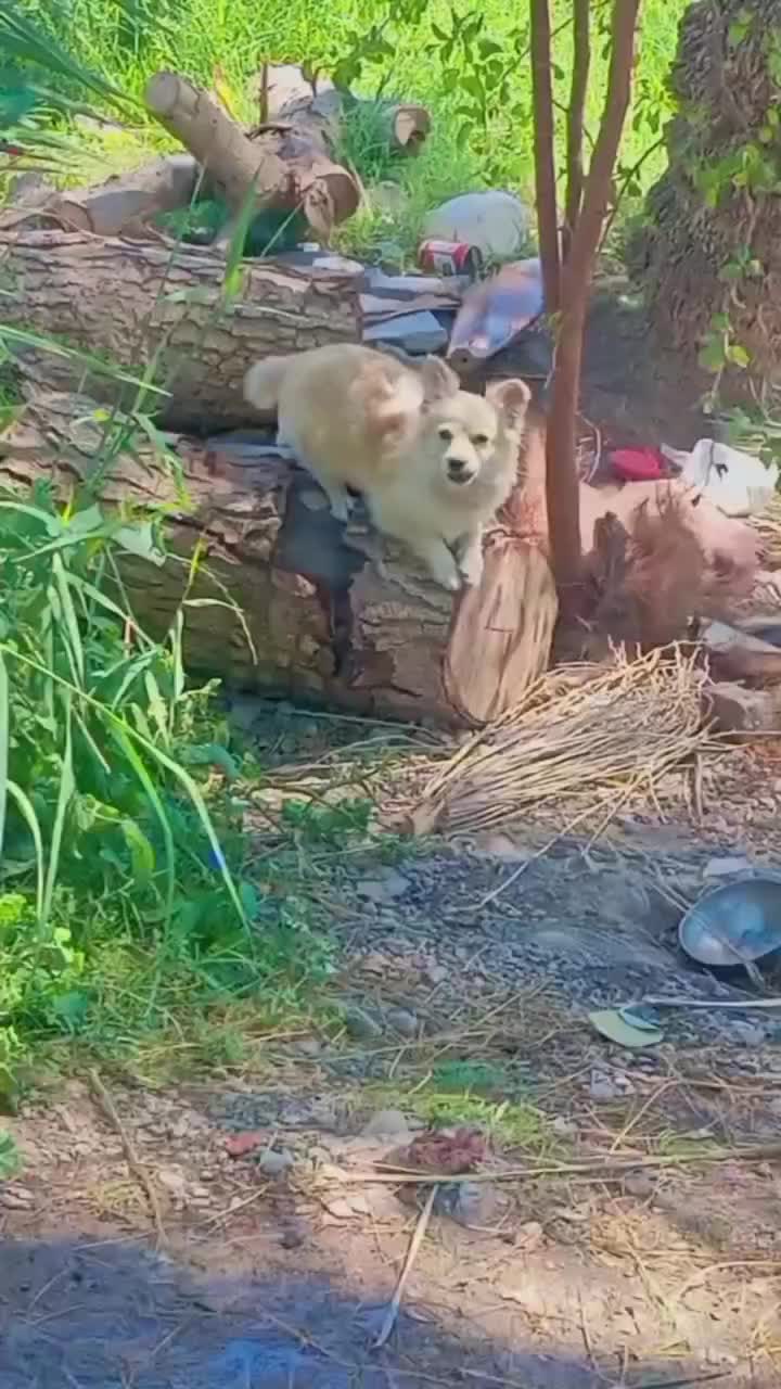 3تومان|سگ|جیرفت, |دیوار