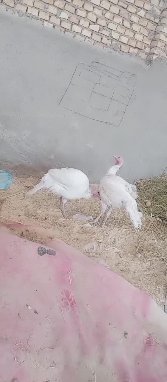 بوقلمون سفید|حیوانات مزرعه|یزد, |دیوار