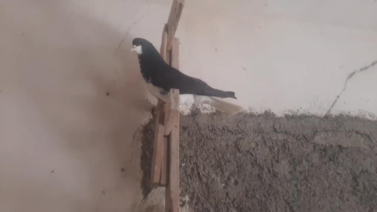 کبوتر|پرنده|پاسارگاد, |دیوار