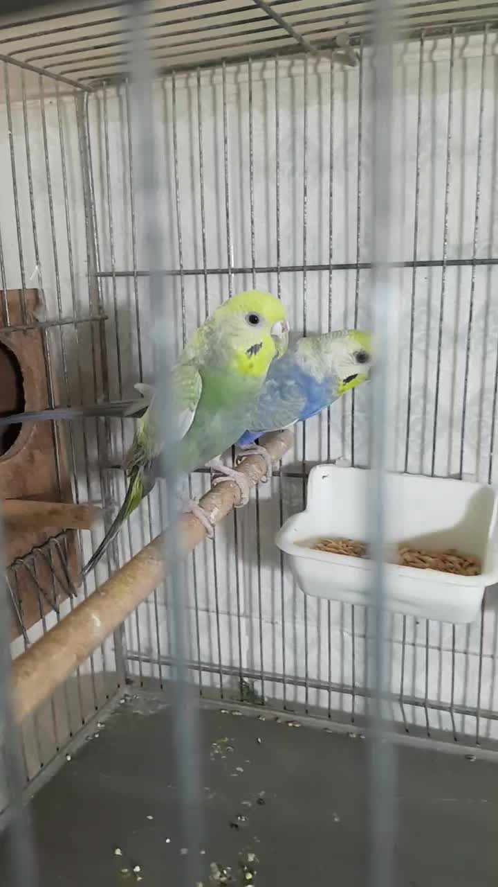 مرغ عشق رینبو|پرنده|ملارد, |دیوار