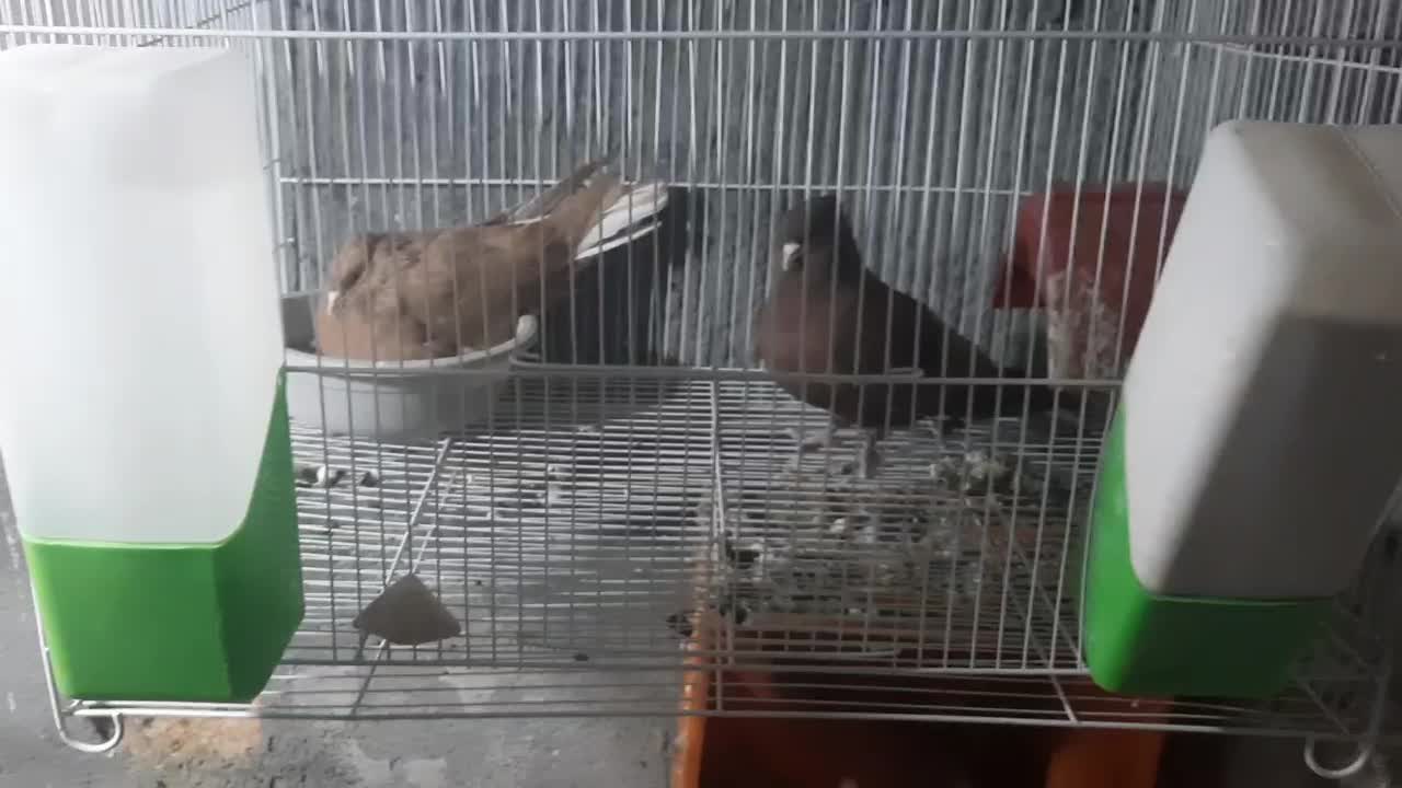 جفت زرد سرخ دم سفید روی جوجه|پرنده|گلبهار, نوبهار|دیوار