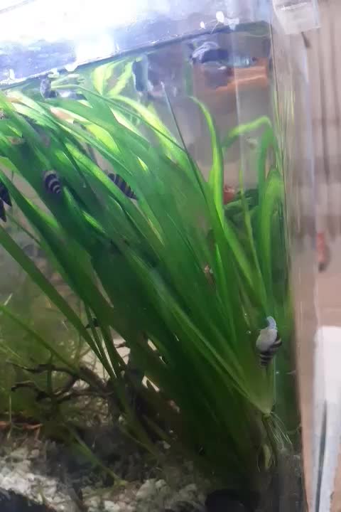 حلزون کیلر|ماهی|رودهن, |دیوار