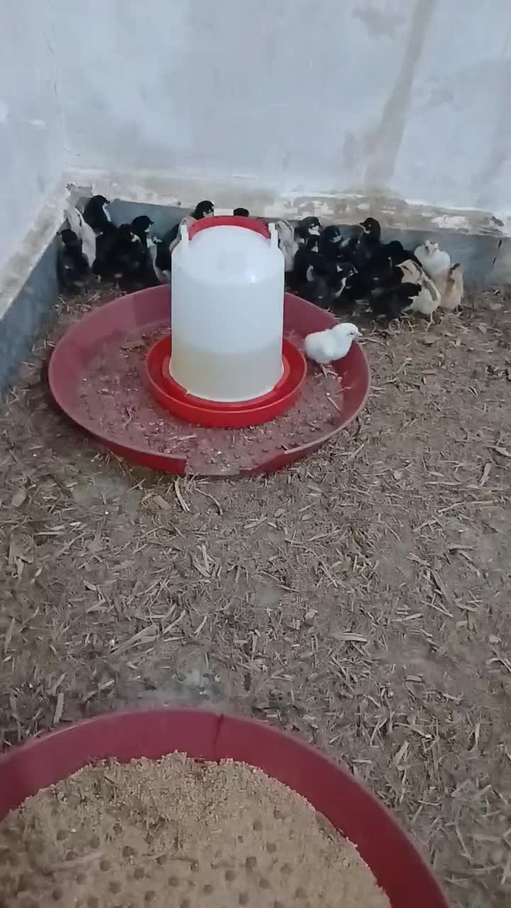 اجویجات عرب|حیوانات مزرعه|سوسنگرد, |دیوار