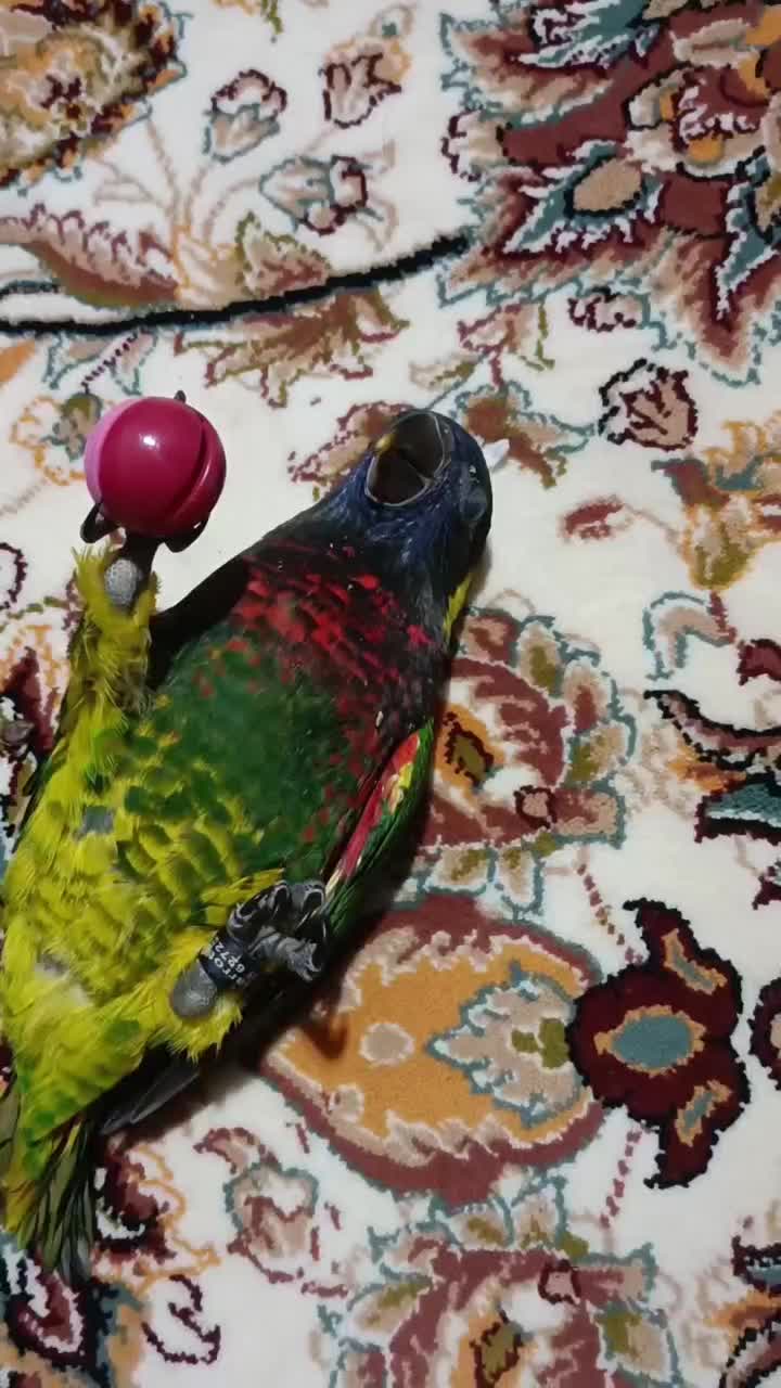 جوجه سرلاکی راهب خورشیدی کوتوله گرینچیک سانچیک|پرنده|تربتحیدریه, یحیی آباد|دیوار