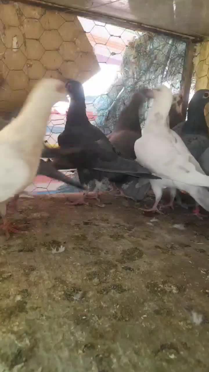 کبوتر کفتر|پرنده|قزوین, |دیوار