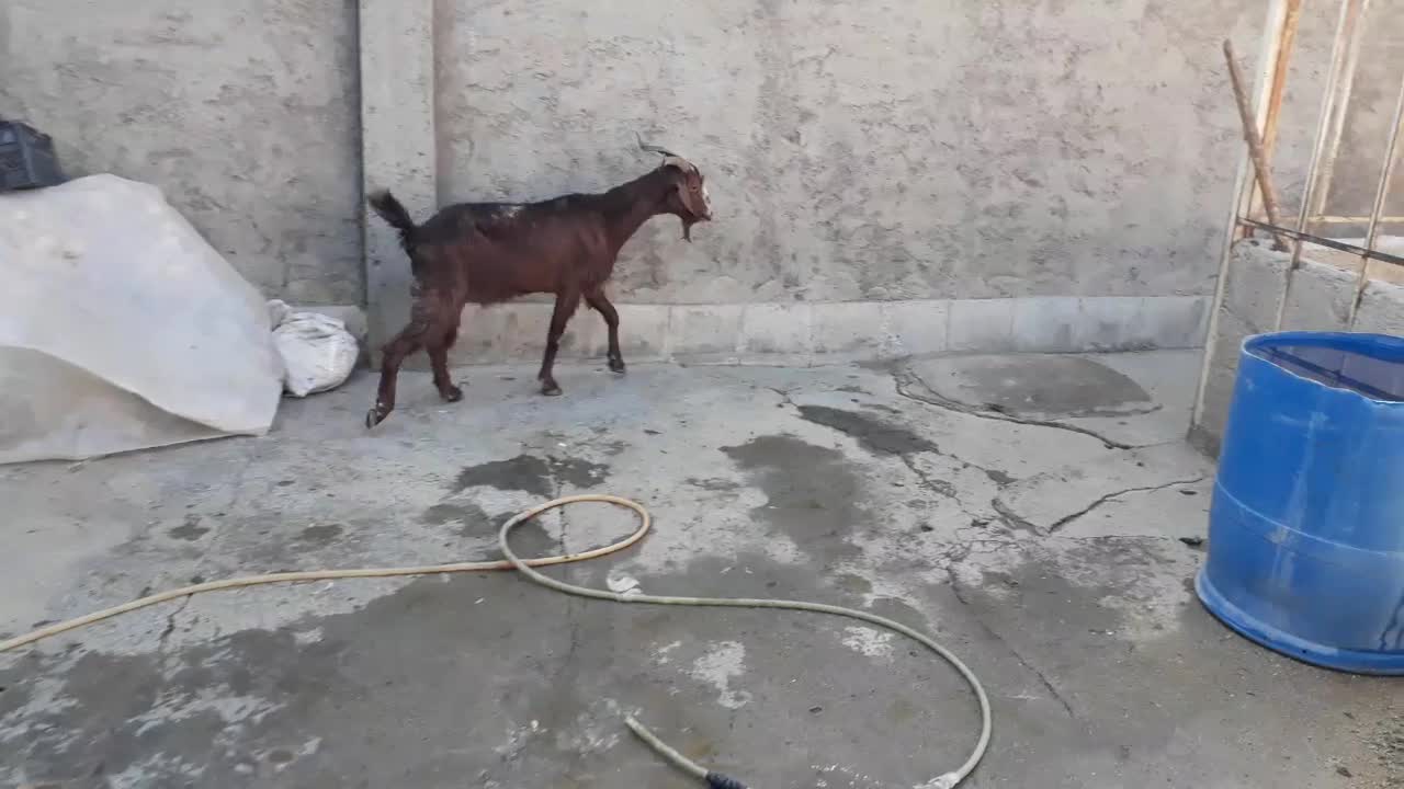 یک عدد بز سالم|حیوانات مزرعه|بروجرد, |دیوار