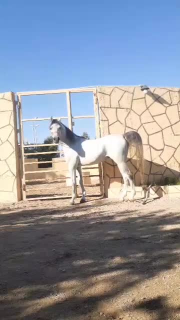 فروش نریان ۴ ساله|اسب و تجهیزات اسبسواری|بندرعباس, |دیوار